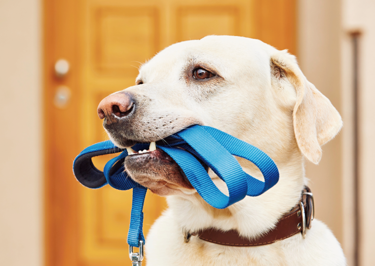 寵物宅裝潢指南：打造毛小孩的夢幻天堂